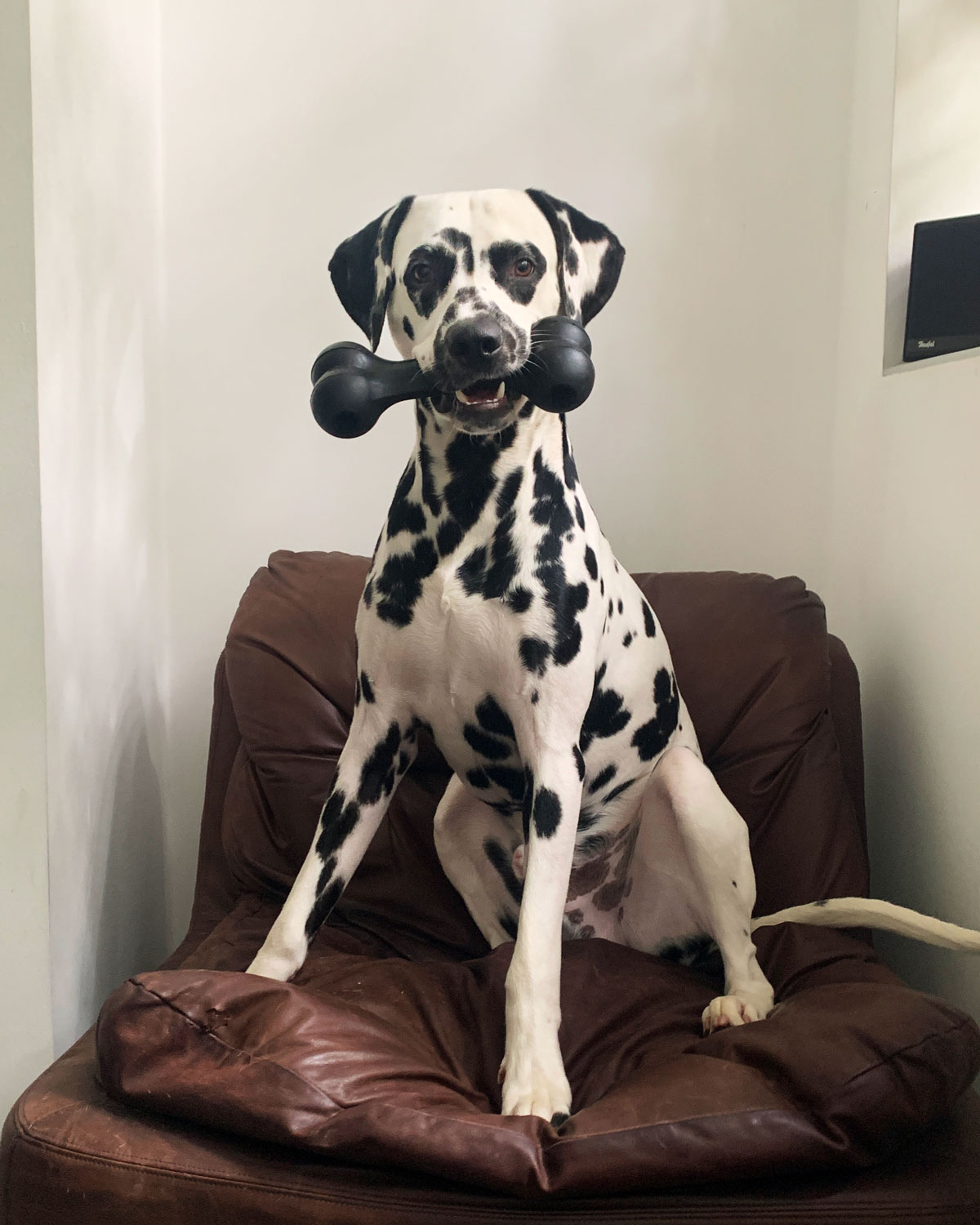 The perfect Dalmatian dog Umut sitting on his chair with a toy in his mouth.